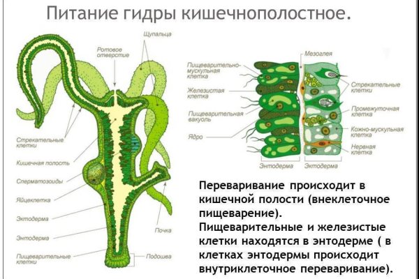 Кракен тгк